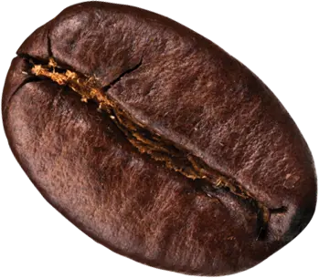 Picture of a Coffee Bean -  2